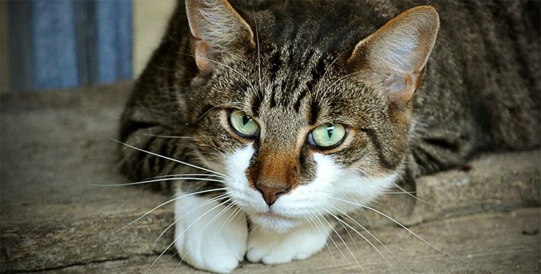 cats-eyes-2671903_1920-recadr-web