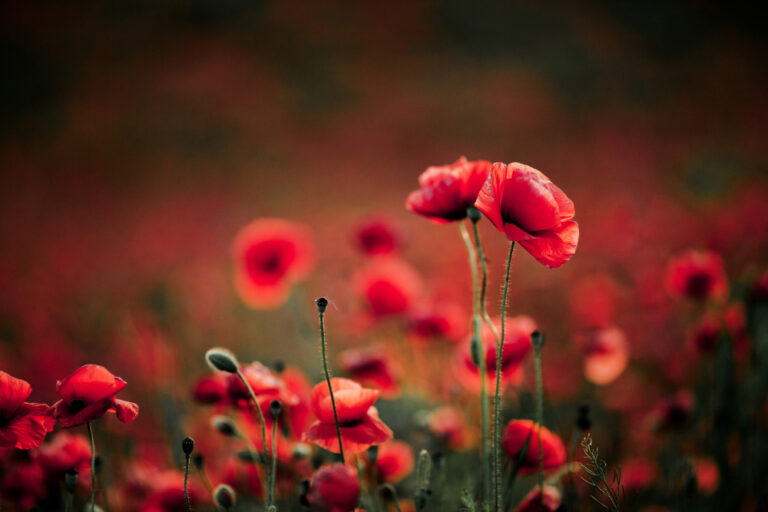 coquelicot